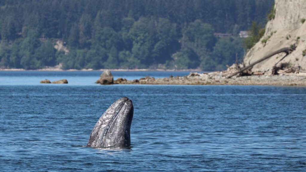 Mud Eaters, Big and Small, of Saratoga Passage
