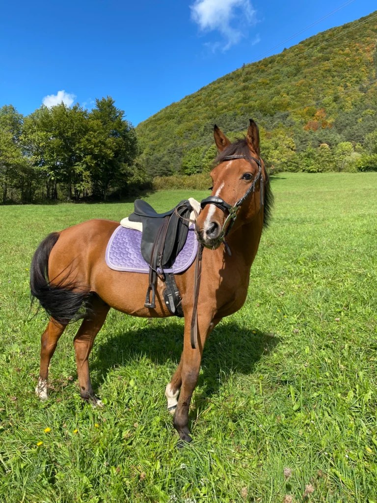 Hackamore présentation et conseils d’utilisation Three Horses