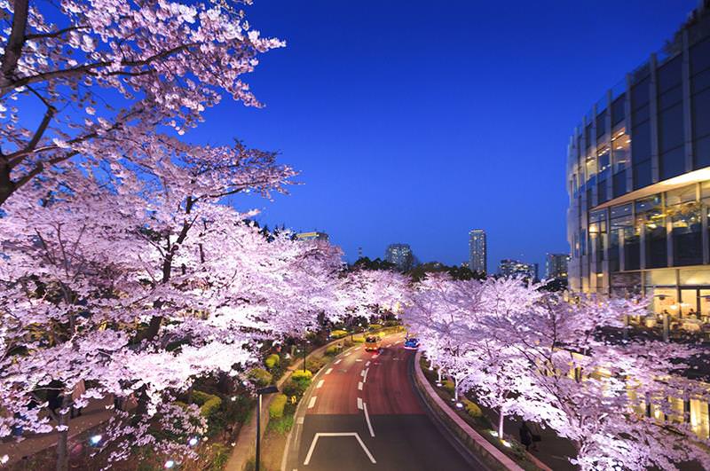 東京夜櫻必賞！MIDTOWN BLOSSOM 2021 東京六木本超人氣櫻花隧道！