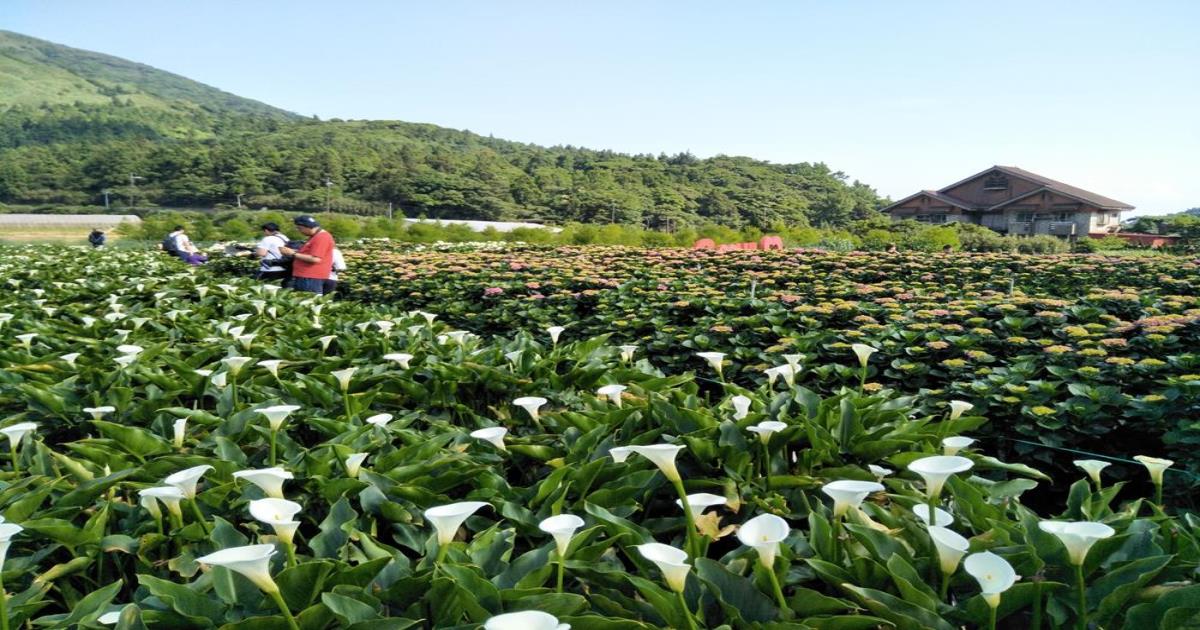 海芋季,海芋節,海芋季時間,陽明山海芋季,海芋季節,陽明山海芋,竹子湖海芋步道,陽明山海芋季2022,海芋花期多久,陽明山海芋2022, 竹子湖繡球花,竹子湖怎麼玩,竹子湖花季,竹子湖怎麼去