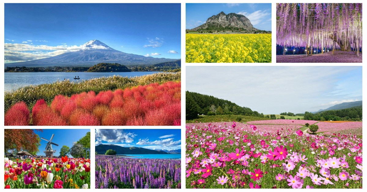 全球花季,櫻花季,櫻花季節,櫻花季 2024,櫻花季節 2024,繡球花季,薰衣草,繡球花,紫藤花,鬱金香,薰衣草季,日本,韓國,土耳其,南法薰衣草,粉蝶花,魯冰花,富良野,波波草,鎮海軍港節,韓國櫻花季,濟州島,荷蘭,鬱金香花節,保加利亞,玫瑰,保加利亞玫瑰花