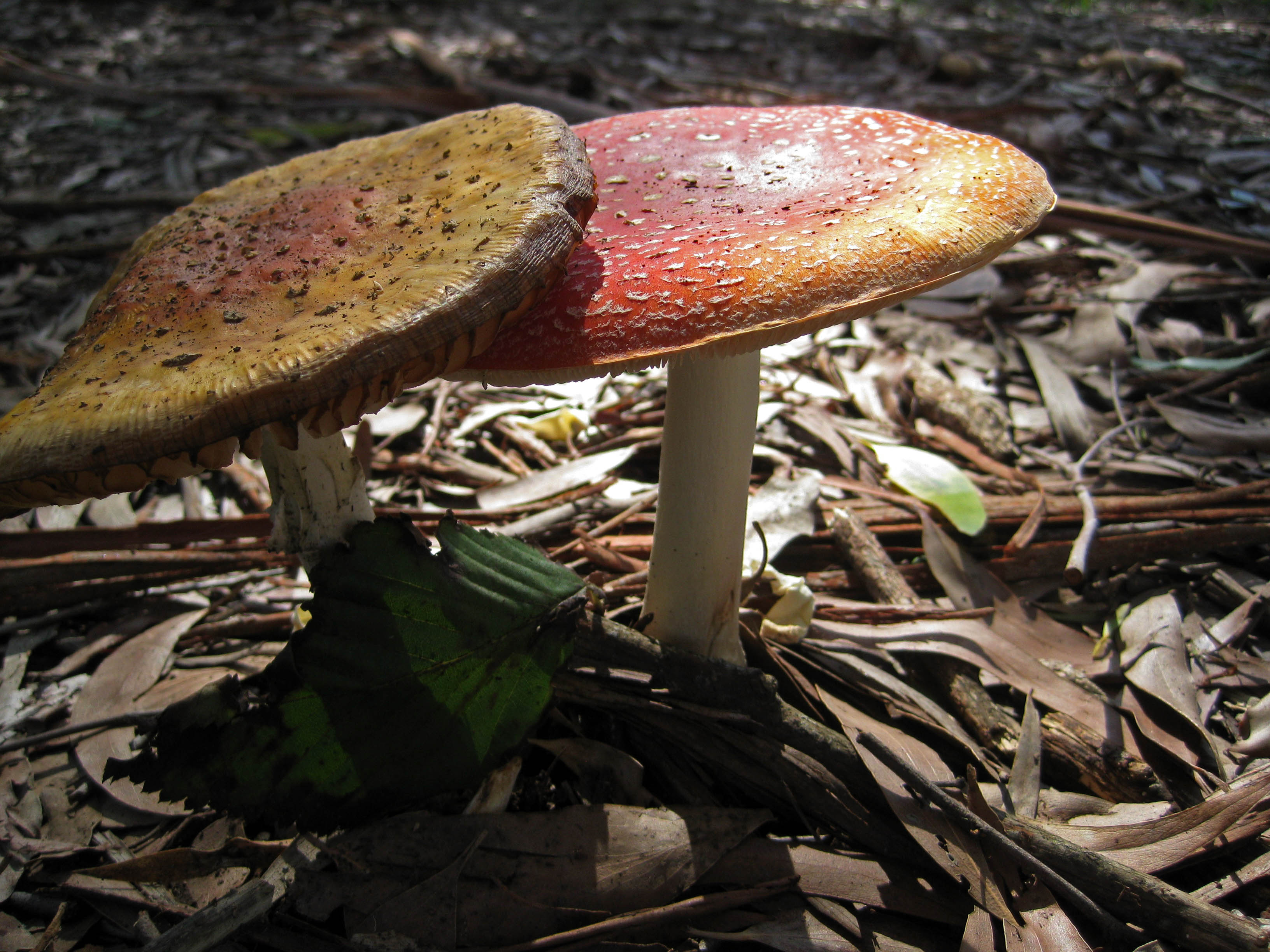 Under the gum trees 365 day photo challenge (and beyond...)