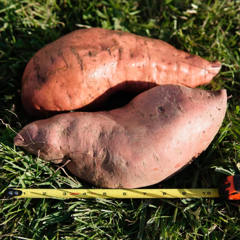 Sweet Potatoes Three Stone Farm