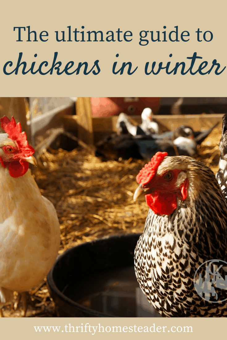 Chickens in Winter