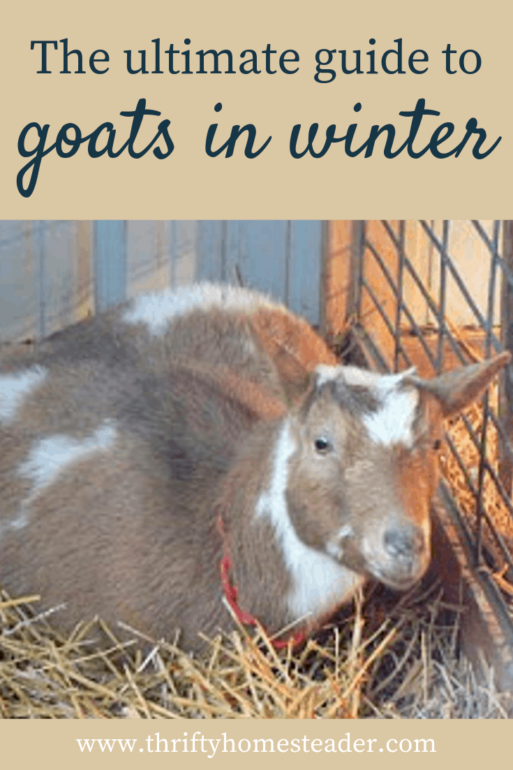 Goats in Winter