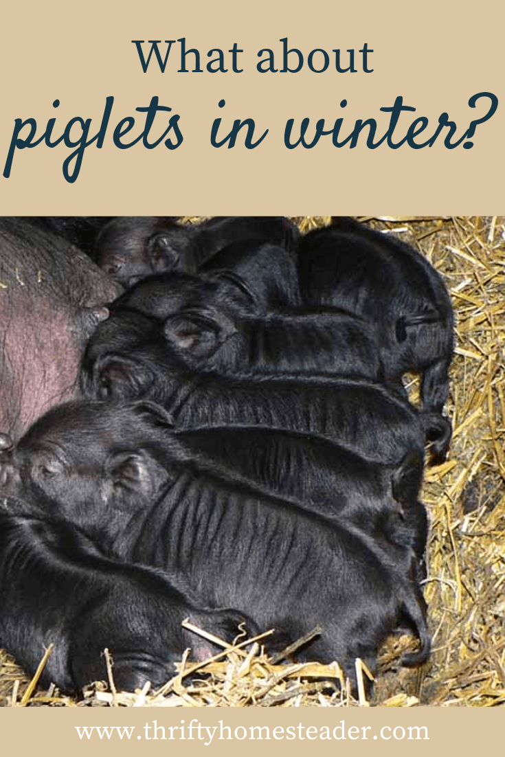 Pigs in Winter Weather