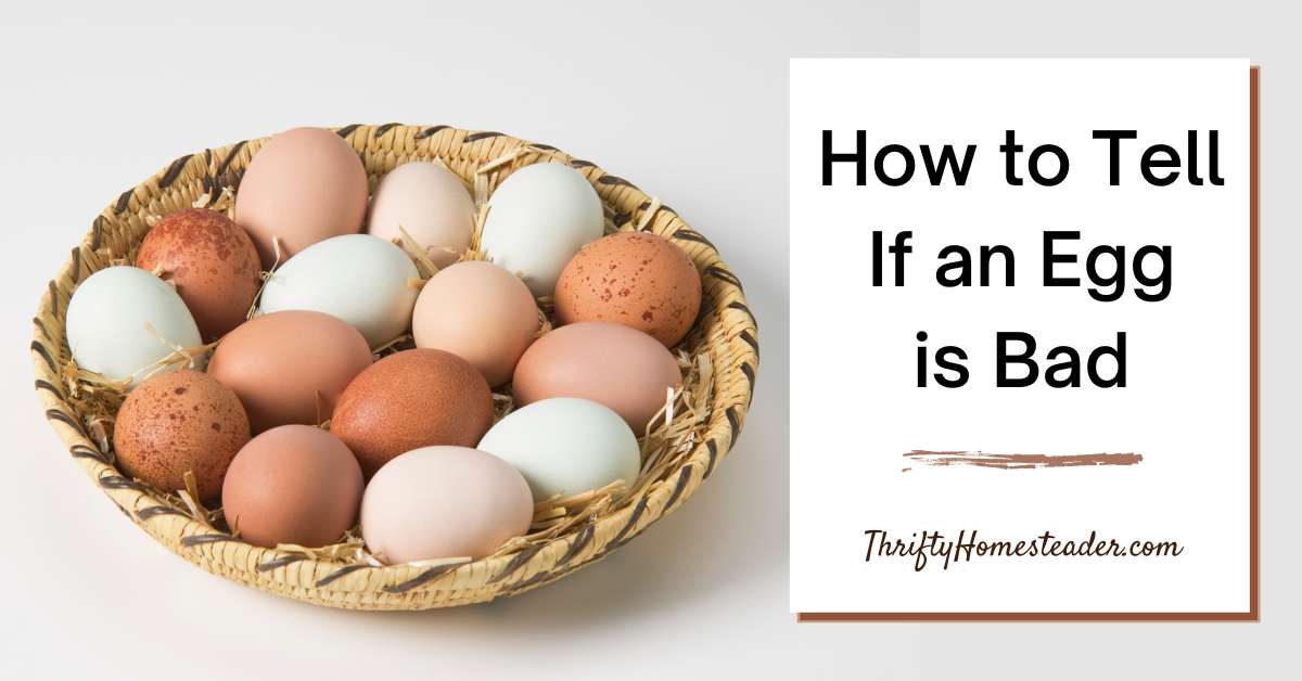 How to Tell If an Egg Is Bad Expert Tips for Spotting Spoiled Eggs