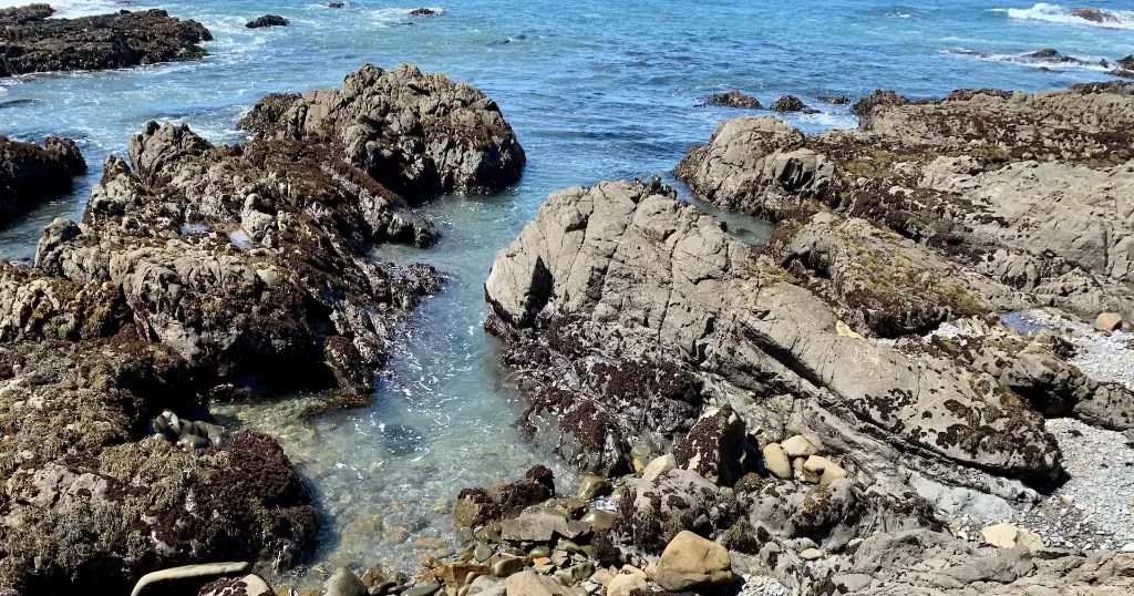 Top 3 Tide Pools to Explore in Cambria
