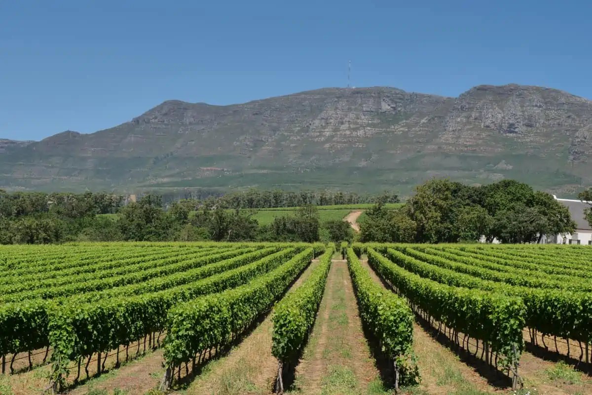 Stunning Cape Town wineries to visit right now