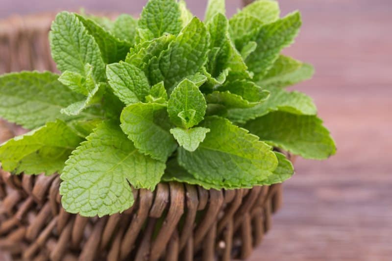 What Does Mint Taste Like?