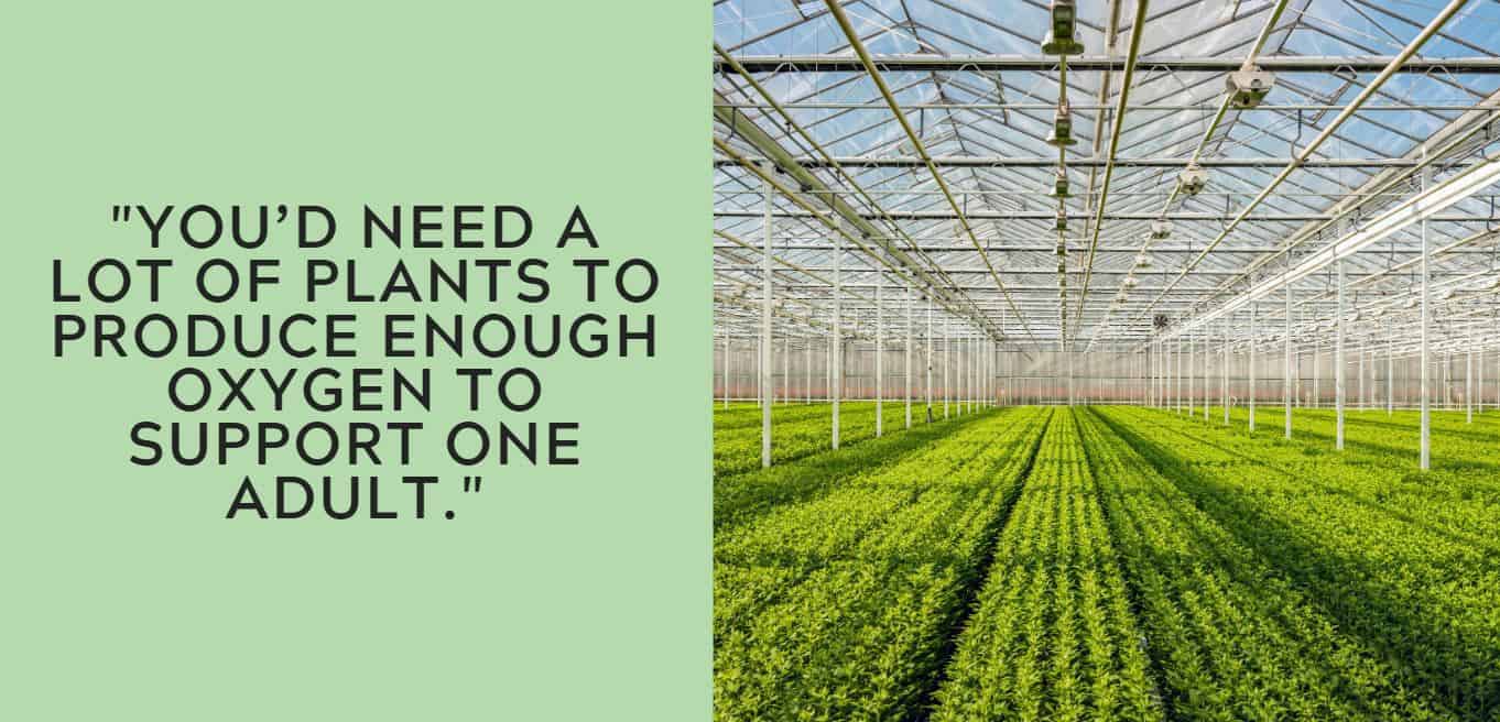 Do Greenhouses Have More Oxygen? (ANSWERED)