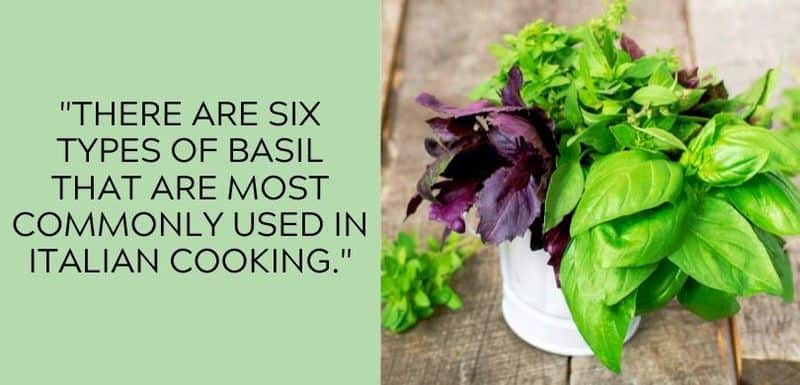 What's The Best Type Of Basil For Italian Cooking? (Answered)
