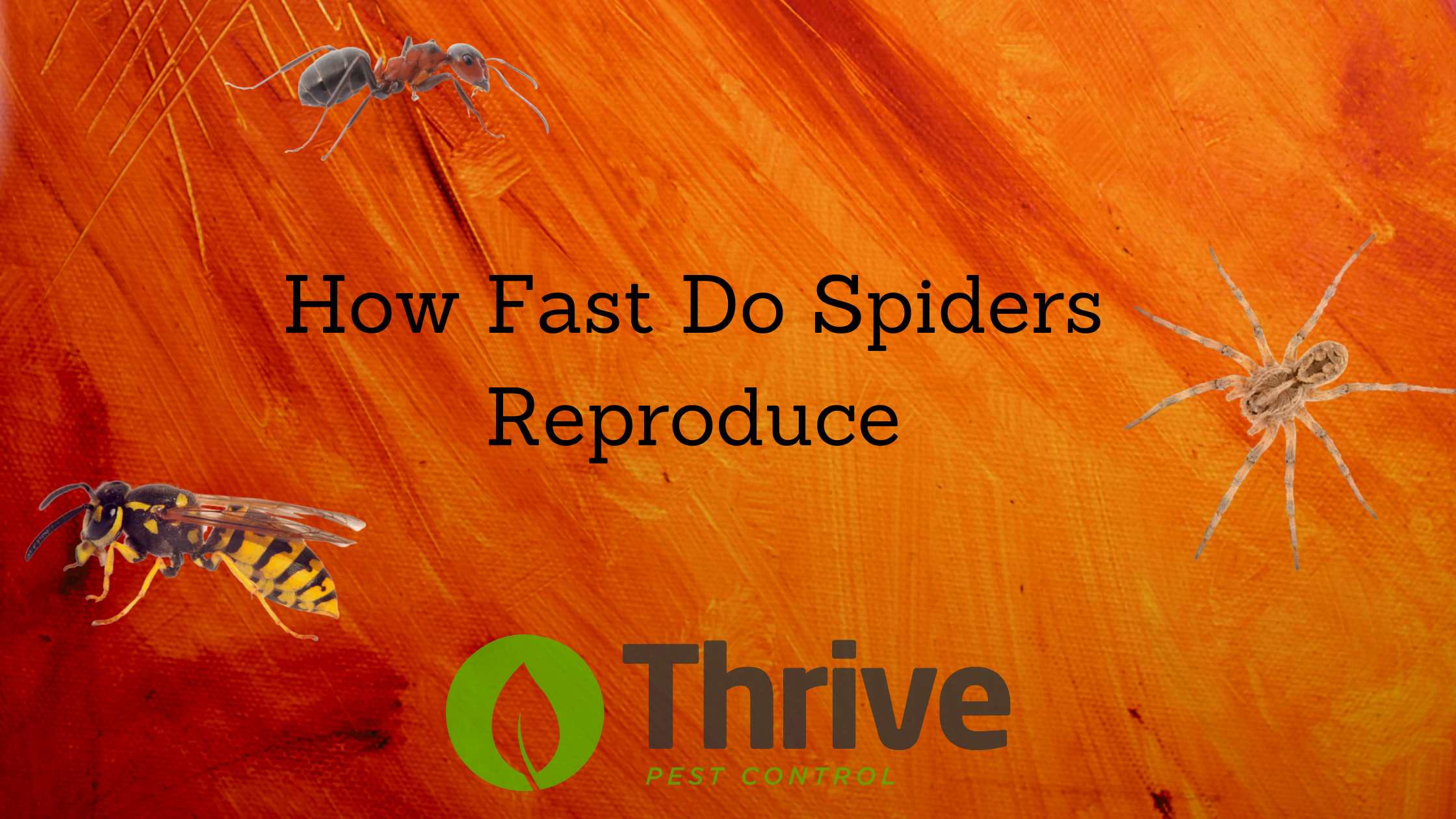 How Fast Do Spiders Reproduce Thrive Pest Control