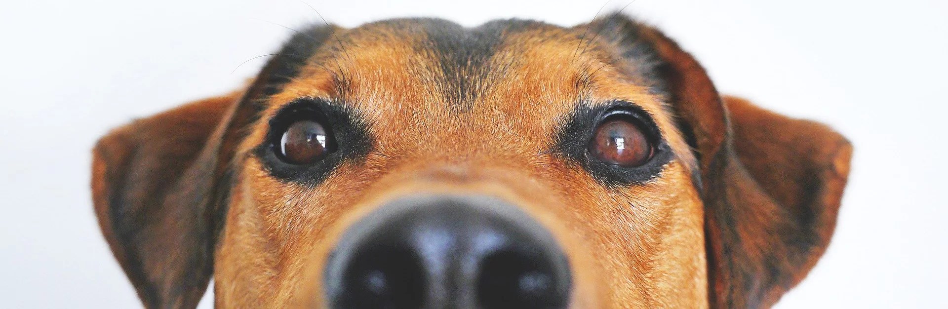 Settlement Advances for Dog Bite Cases Thrivest Link