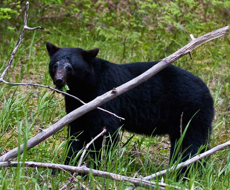 Louisiana Black Bear Removed From Endangered Species List Thrive