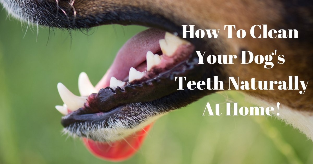 How To Clean Your Dog's Teeth Naturally At Home!