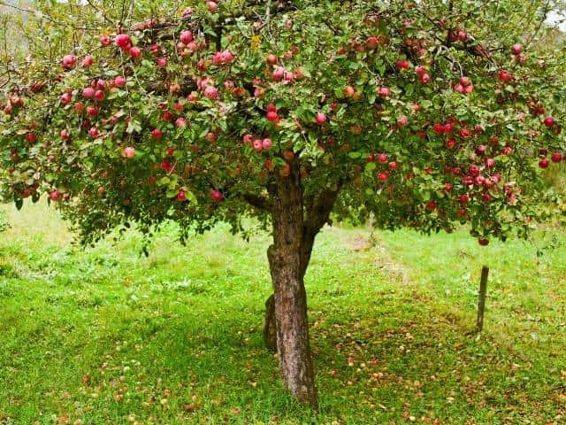 Can Apple Trees be Planted in the Fall? Thriving Yard