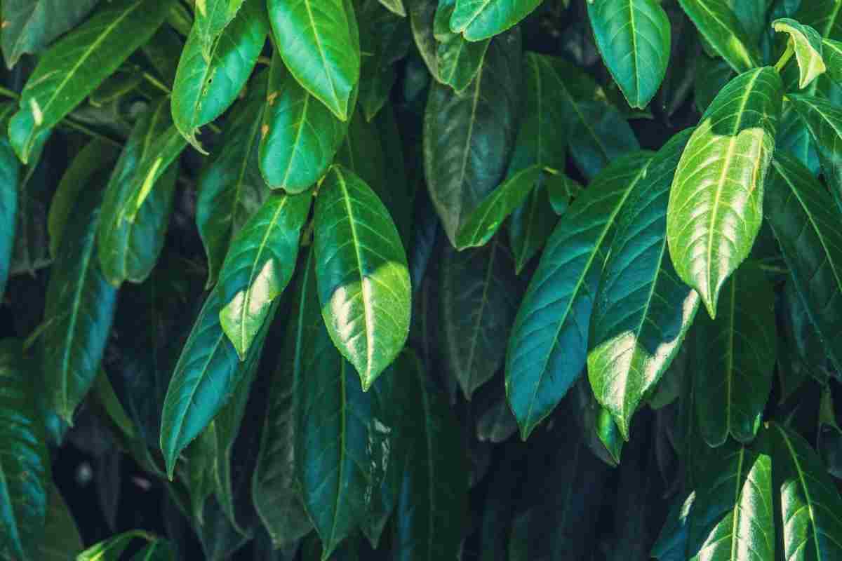 Why Is Your Cherry Laurel Drooping? 4 Reasons Thriving Yard