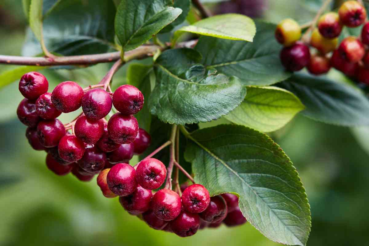 How To Propagate Red Chokeberries The Complete Guide Thriving Yard