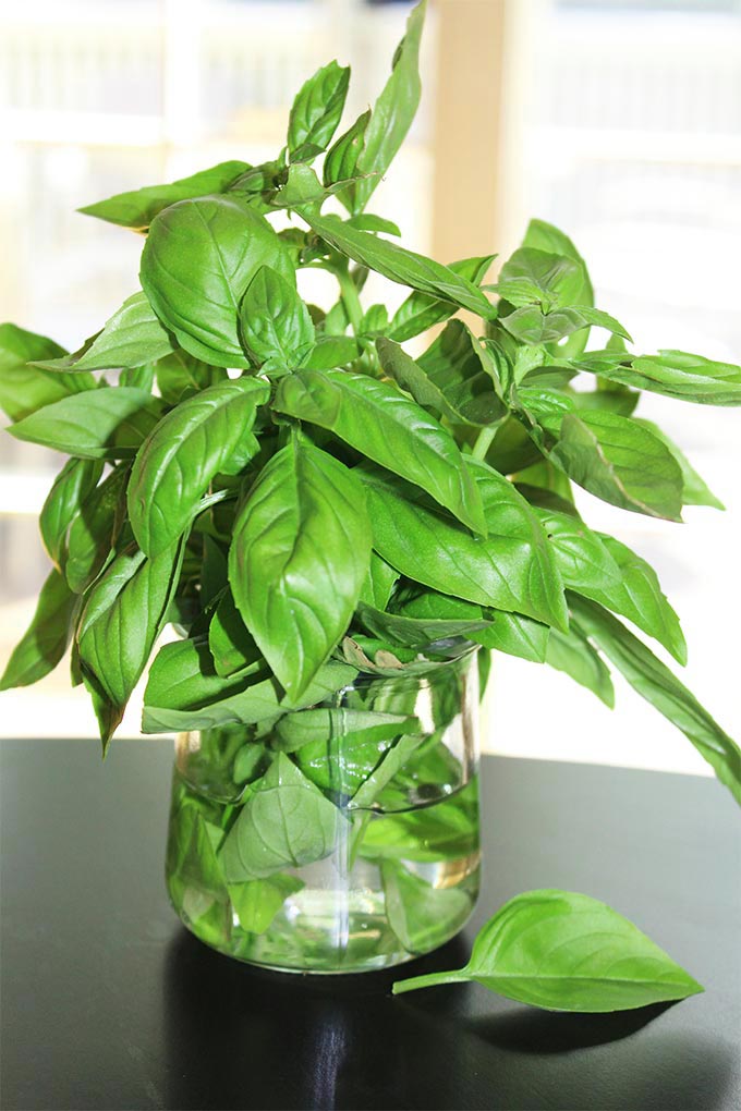 How to Store Basil Through Her Looking Glass