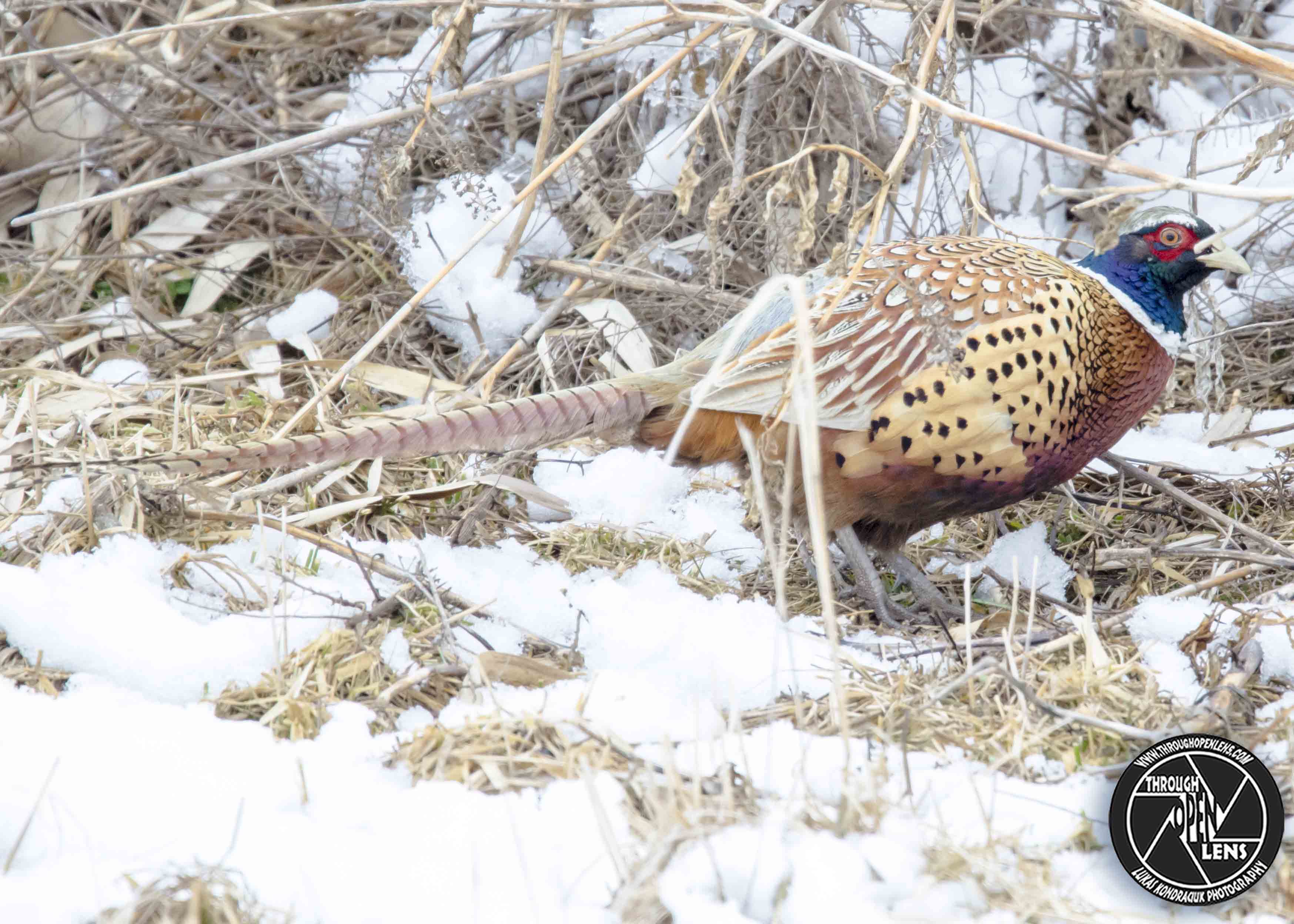 mother pheasant plucker Through Open Lens