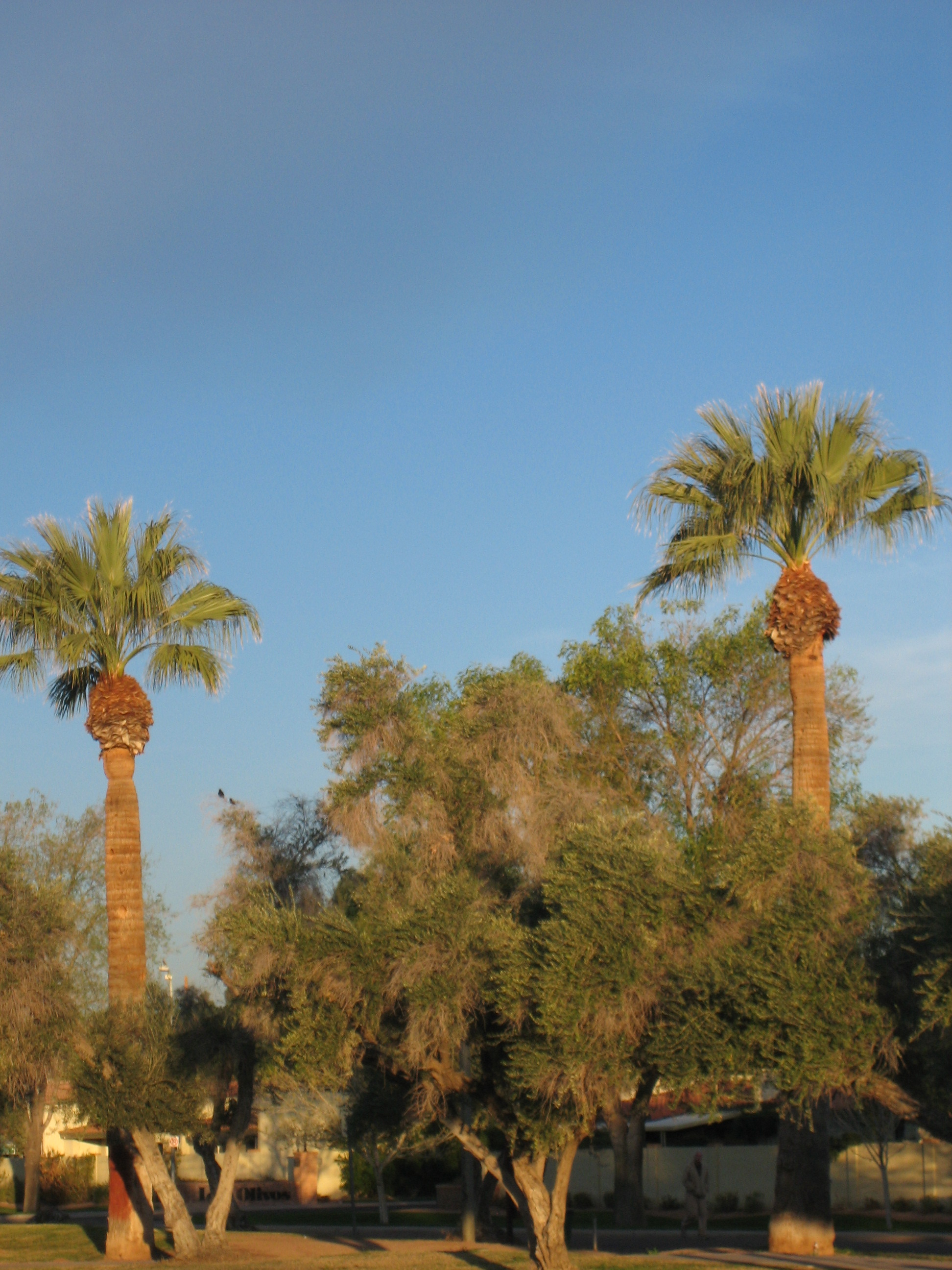 Los Olivos Park Rubber Tramp Artist