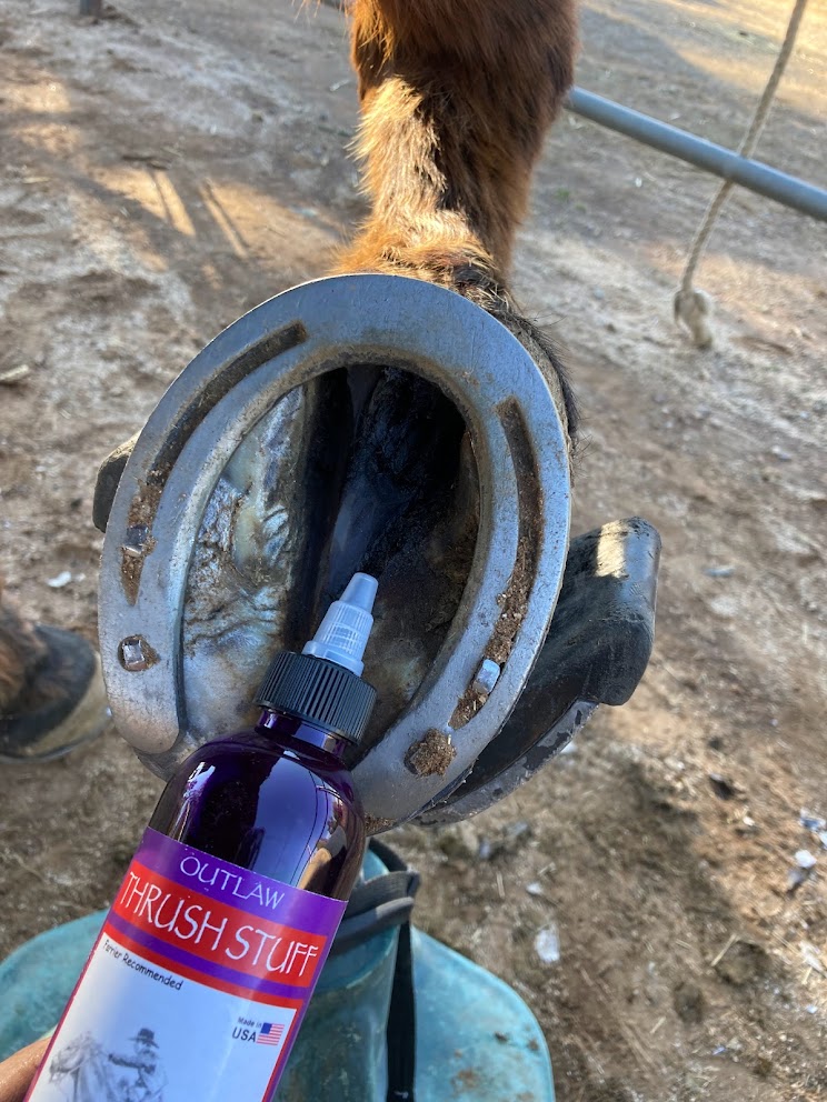 Horse Severe Thrush Treatment The Outlaw Thrush Stuff