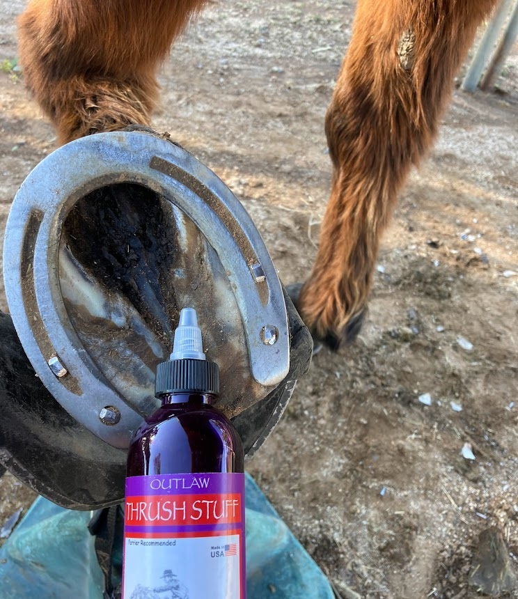 Thrush Treatment for Horses The Outlaw Thrush Stuff
