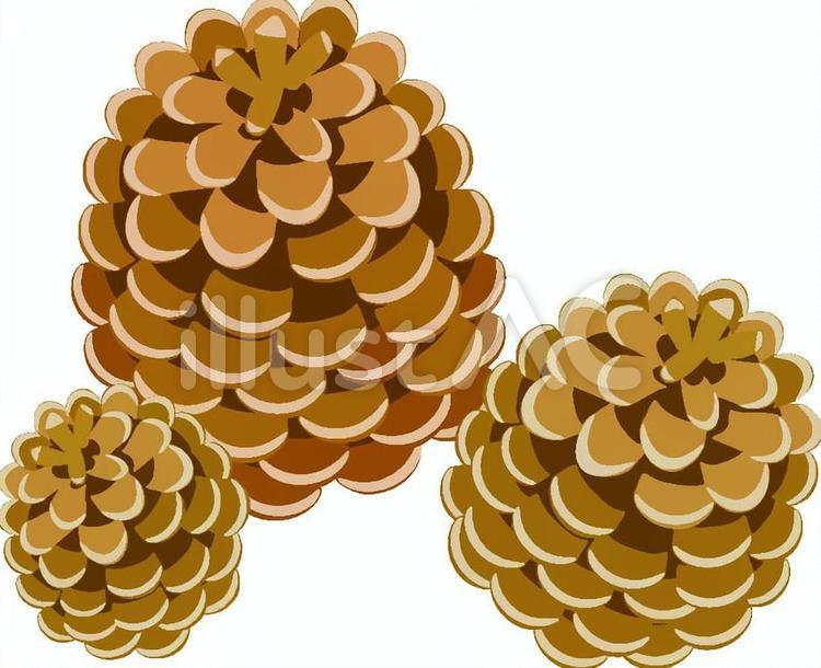 松ぼっくりイラスト No 258138／無料イラストなら「イラストAC」