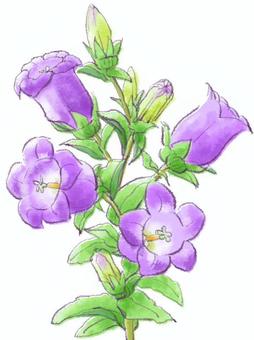 カンパニュラ イラスト 38+ Ideas for You