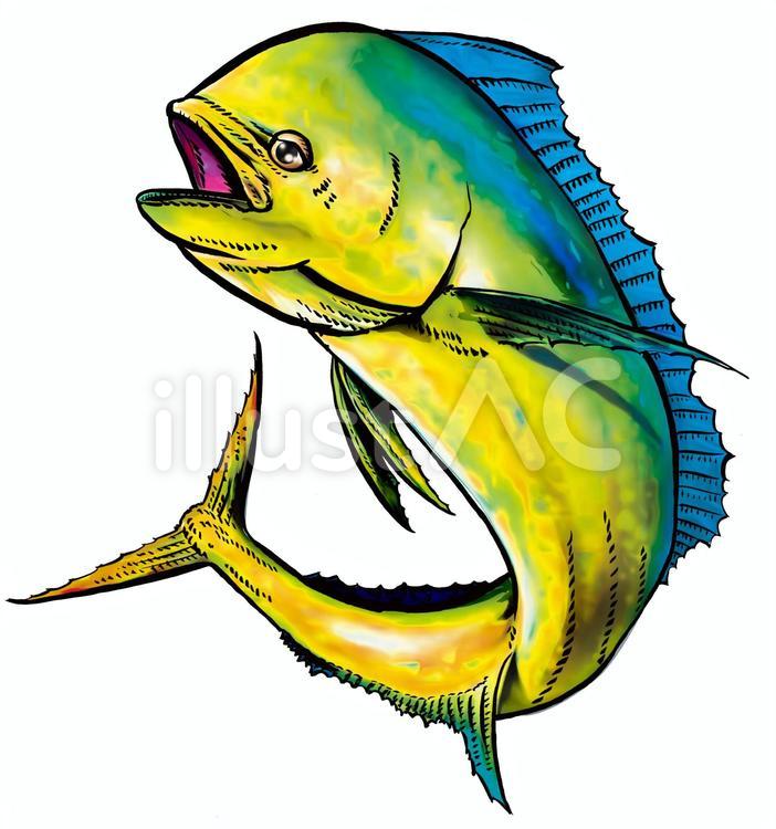 シイラ イラスト素材 - Istock シイライラスト - No: 22176510／無料イラストなら「イラストAc」