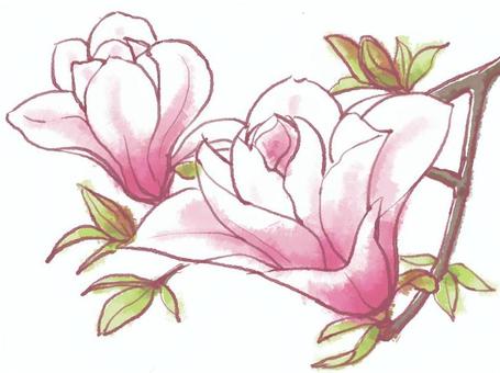 ピンクの木蓮の花枝。 のイラスト素材・ベクタ - . Image 74883598. 木蓮イラスト／無料イラストなら「イラストAc」