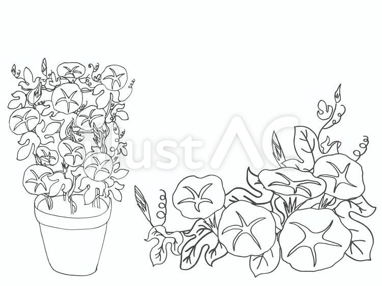 朝顔】の画像素材(41183961) | イラスト素材ならイメージナビ 朝顔モノクロイラスト - No: 1510814／無料イラストなら「イラストAc」