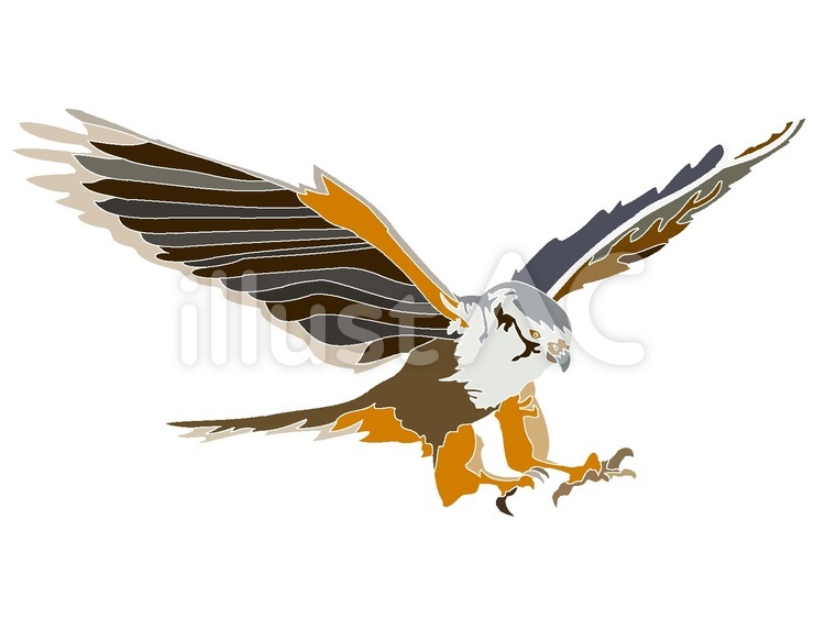火の鳥 イラスト素材 - Istock 印象的なかっこいい鳥『ハヤブサ』イラスト - No: 22034545／無料イラストなら「イラストAc」