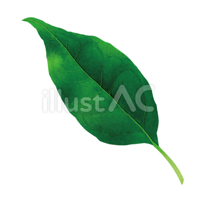 葉っぱのシンプルイラスト ＜無料＞ | かわいいフリー素材 イラストK リアルな葉っぱイラスト - No: 398624／無料イラストなら「イラストAc」