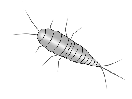 シルバー フィッシュ 43++ Ideas in 2022