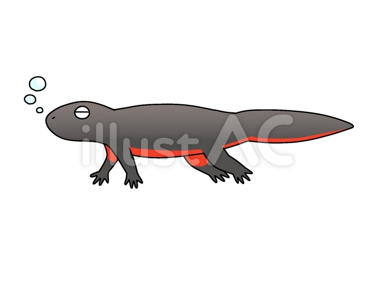 おなか側と背中側から見たアカハライモリシルエットのイラスト素材 [16628229] - Pixta アカハライモリイラスト - No: 2556882／無料イラストなら「イラストAc」