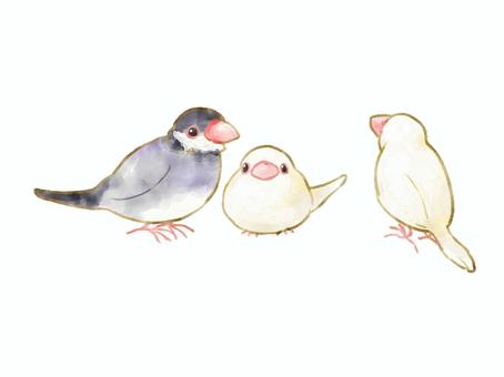 文鳥 イラスト素材 [ 3980165 ] - フォトライブラリー Photolibrary サクラ文鳥イラスト／無料イラストなら「イラストAc」