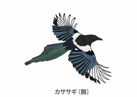 カササギ カササギイラスト／無料イラストなら「イラストAc」