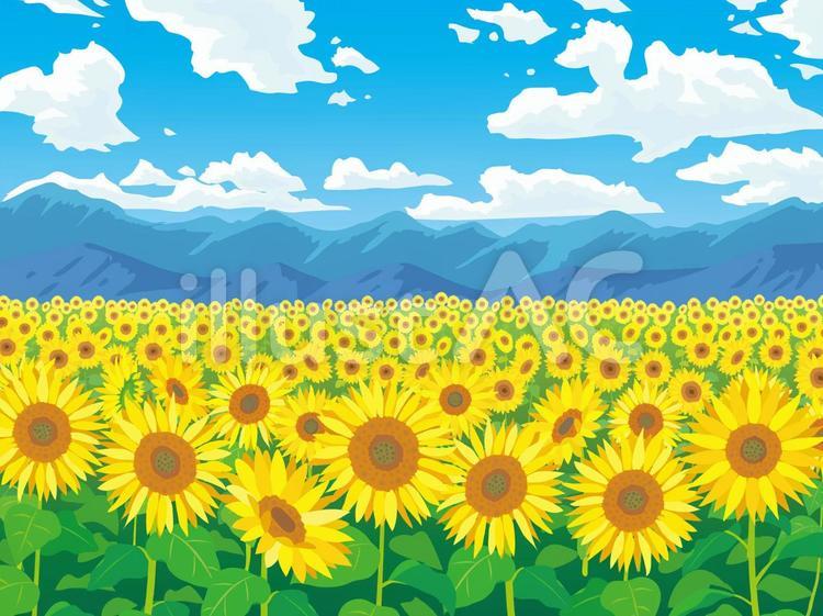 Clipart Of Sunflowers In A Field