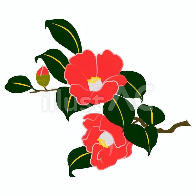 まとめ】椿の花の無料イラスト素材集｜イラストイメージ 一重椿イラスト - No: 1021112／無料イラストなら「イラストAc」