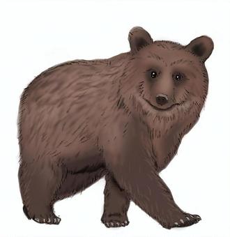 白い背景に茶色の熊（ウルスス・アルクトス）、リアルな図面、動物百科事典のイラスト、分離型イメージ」のイラスト素材 1885894978 | Shutterstock くまリアルイラスト／無料イラストなら「イラストAc」