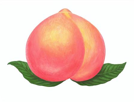 モモのイラスト素材 [61028293] - Pixta 桃狩りイラスト／無料イラストなら「イラストAc」