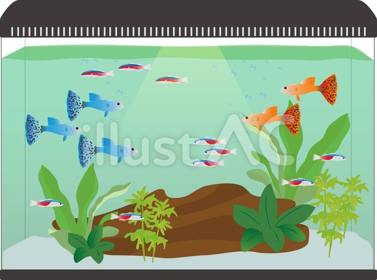 熱帯魚 水槽イラスト No 1654394／無料イラストなら「イラストAC」