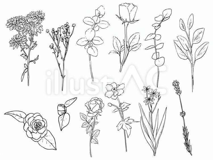 花の線画イラスト イラスト素材 [ 6625069 ] - フォトライブラリー Photolibrary 線画の花イラスト - No: 1950274／無料イラストなら「イラストAc」