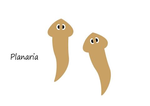 プラナリアのイラスト | かわいいフリー素材集 いらすとや プラナリアイラスト／無料イラストなら「イラストAc」