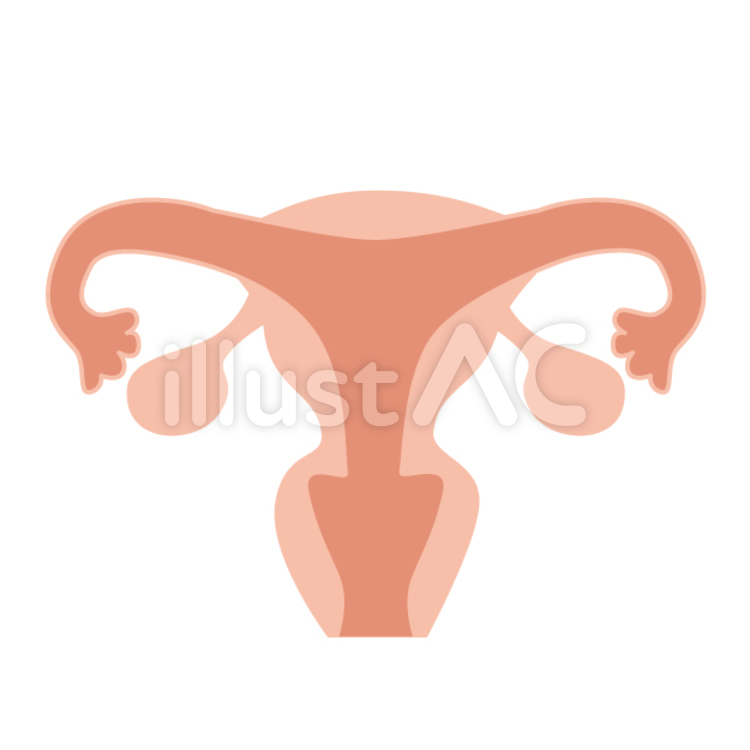 横から見た子宮 | イラスト, 図解, 人体 子宮イラスト - No: 652811／無料イラストなら「イラストAc」