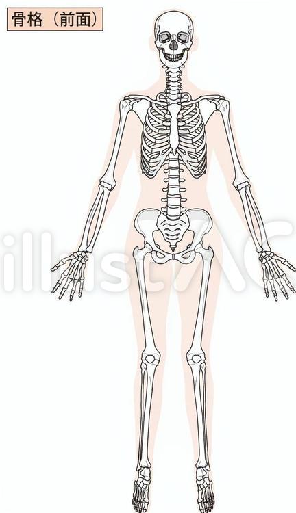 骨格, 部分, イラスト, システム, ベクトル, 人間. 支持, 頭骨, 人間, 灰色, 胸骨, 骨格, あばら骨, システム, イラスト, 隔離された, 部分, ベクトル, 構造, 背景, 骨, 有機体, タイプ. | Canstock 全身骨格（前面）イラスト - No: 785006／無料イラストなら「イラストAc」