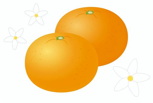 みかんのイラスト フリー素材 | フリーイラストの「かくぬる素材工房」 みかんイラスト／無料イラストなら「イラストAc」