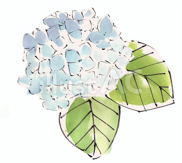 《手書き素材》紫陽花イラスト No 445813／無料イラストなら「イラストAC」